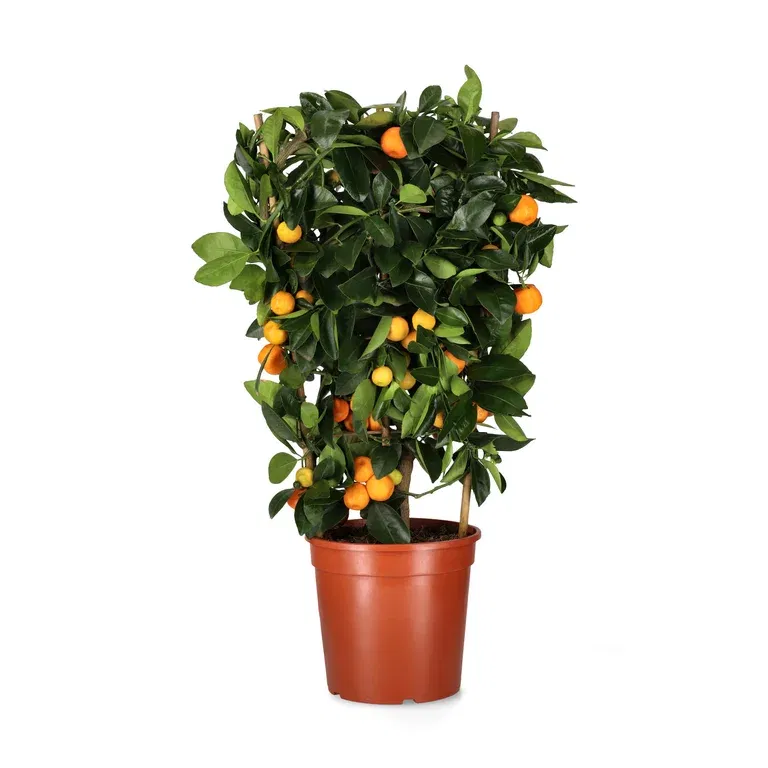 Calamondin på spaliér