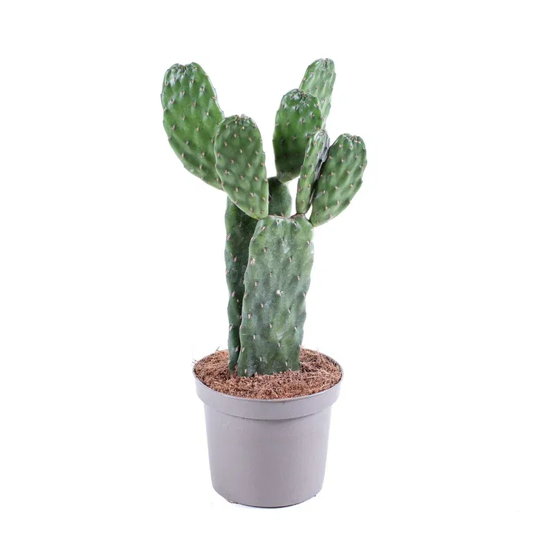 Opuntia rubescens 9 cm