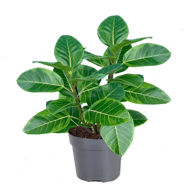 Ficus altissima 17 cm