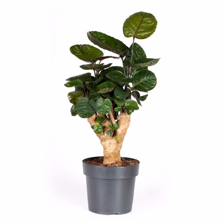 Polyscias 'Fabian'