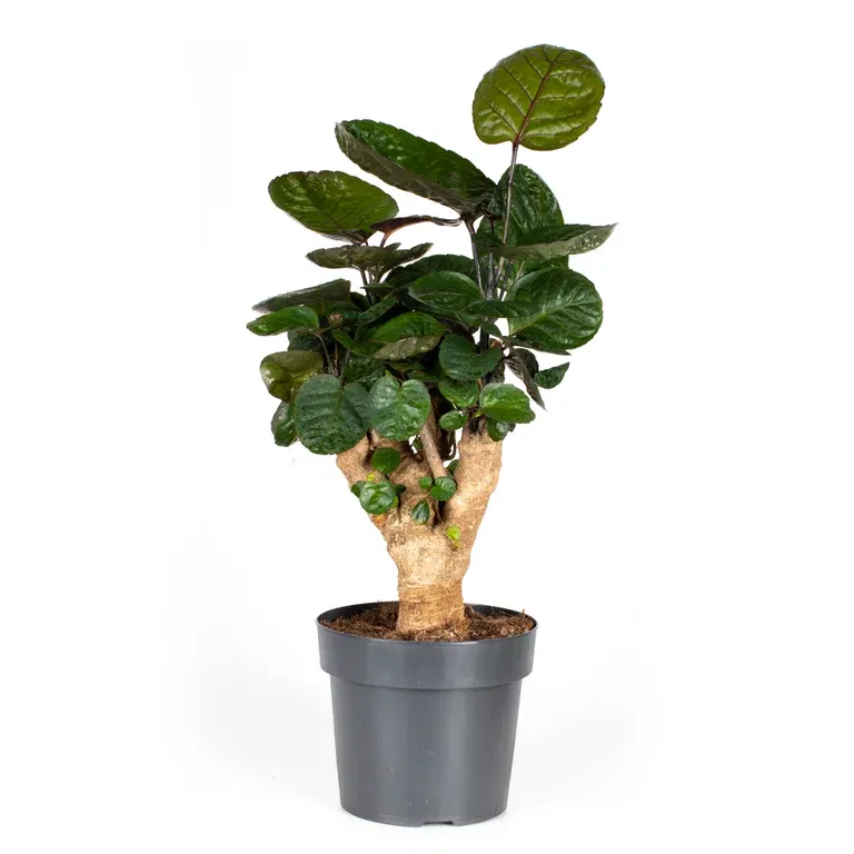 Polyscias 'Fabian'