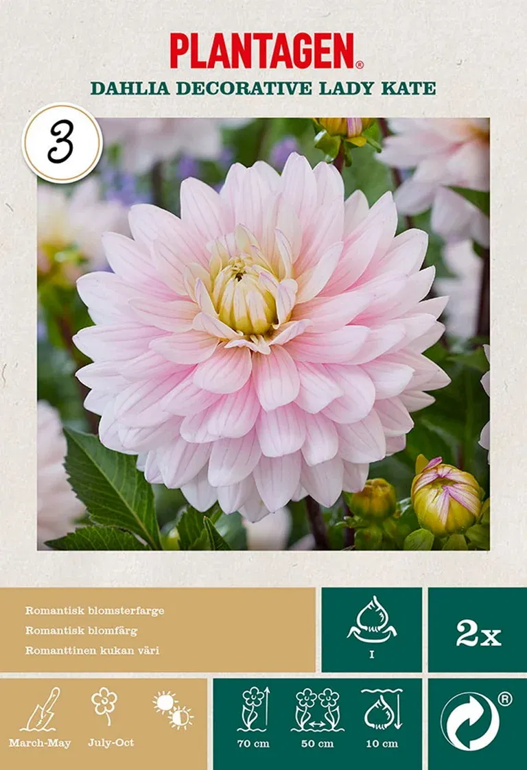 Georgine 'Lady Kate'