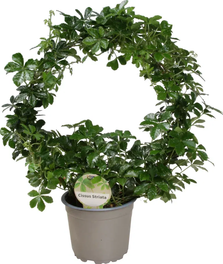 Cissus striata bow 12 cm