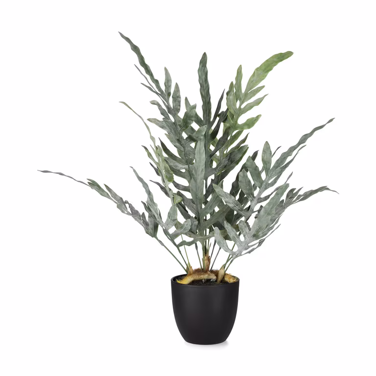 Fern potted H50 green