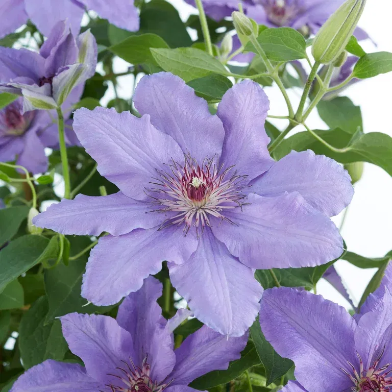 Clematis BOULEVARD® PARISIENNE™ rack 15cm