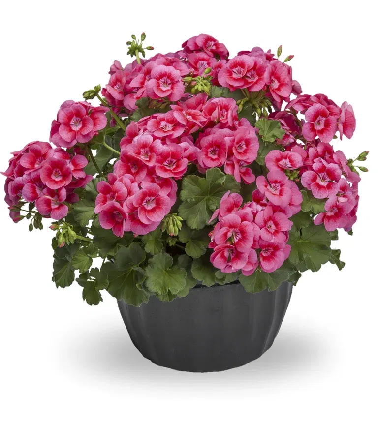 Pelargonia Pretty Little 'Pink Splash' ampel