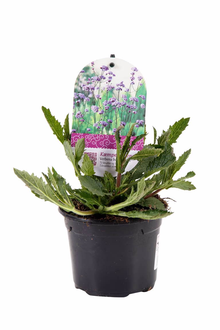 Kjempeverbena