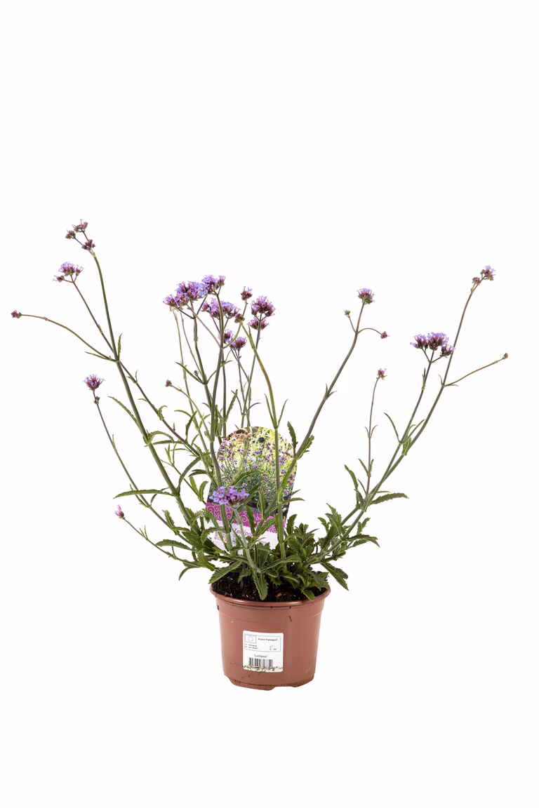 Kjempeverbena 'Lollipop'