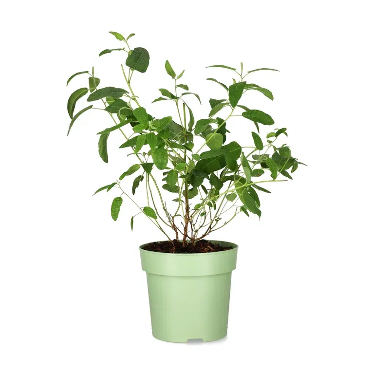 Sitroneucalyptus