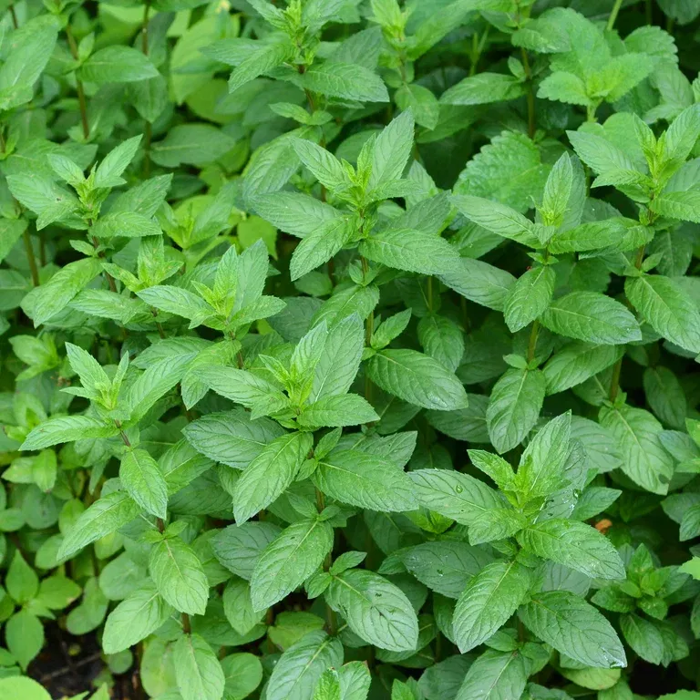 TEA Peppermynte 'Mandarin'