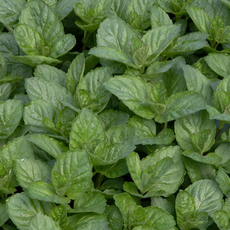 TEA Peppermynte 'Grapefruit'