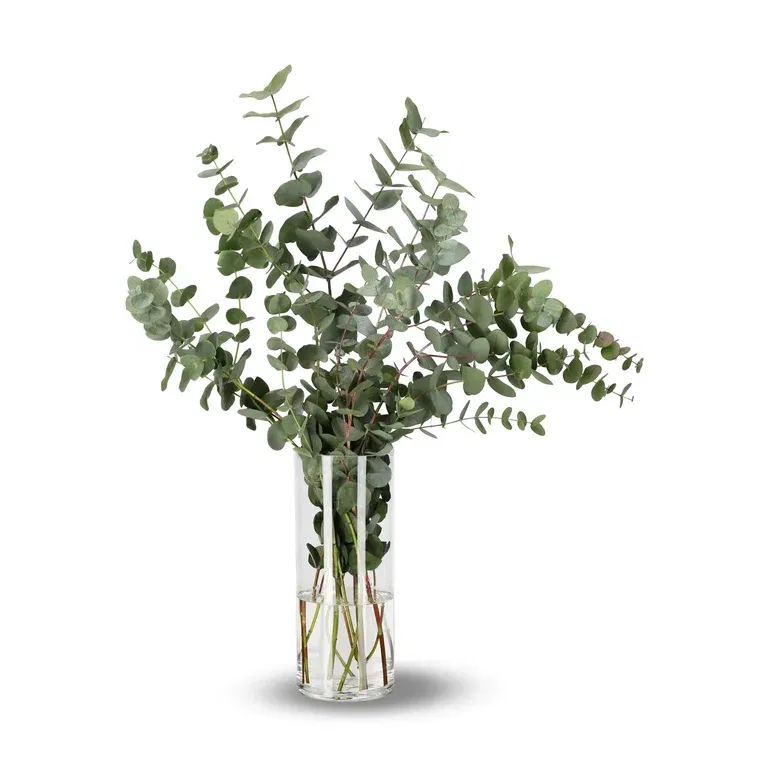 Eukalyptus 5pk