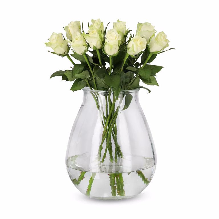 Roses Premium White 50cm YR