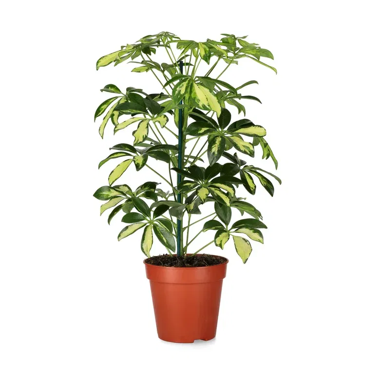 Schefflera arboricola 'Gerda' 13 cm