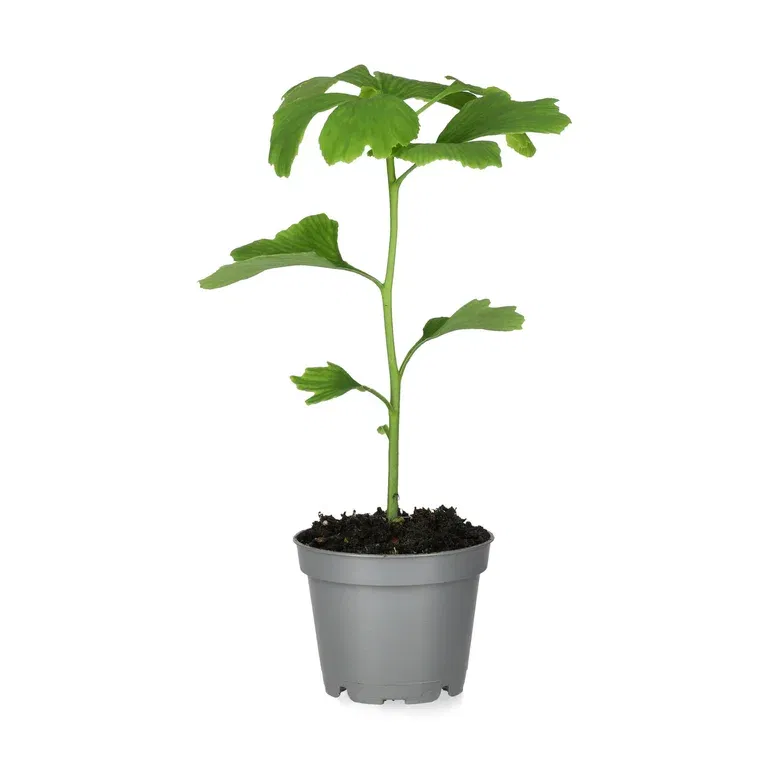 Ginkgo
