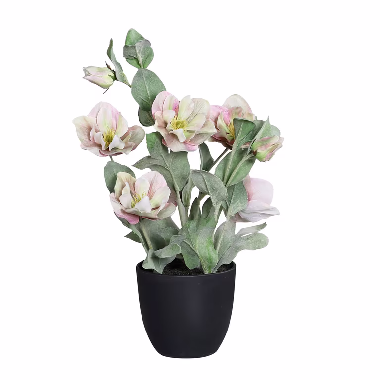 Christmas rose potted H39 pink