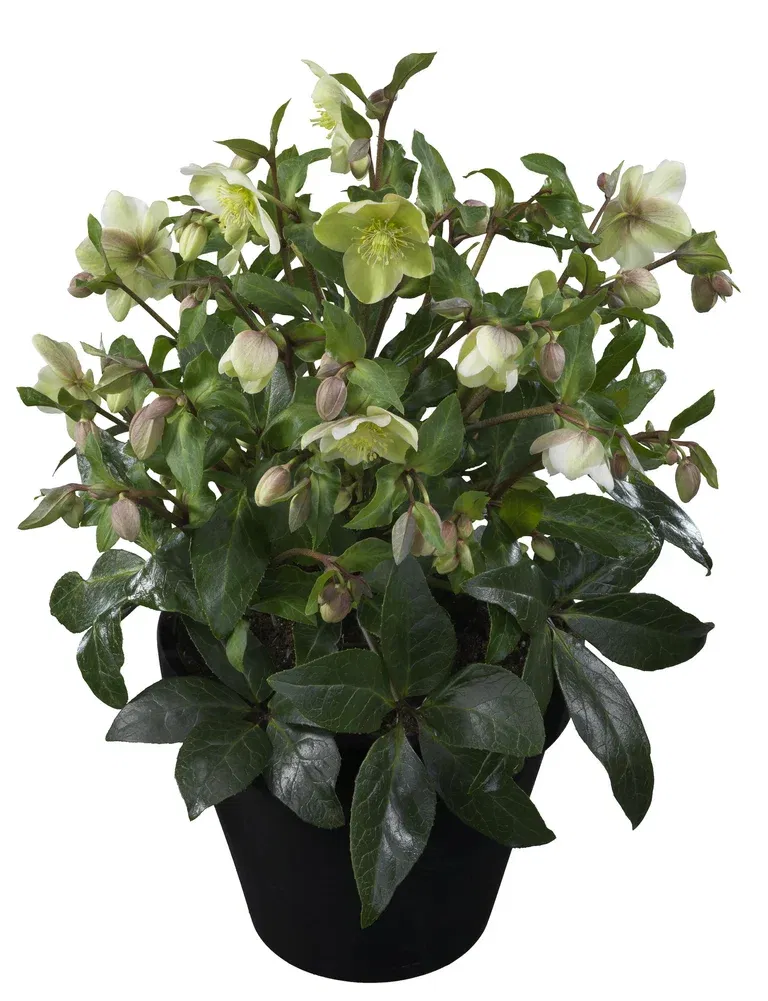 Julerose 'Diamond Fire'