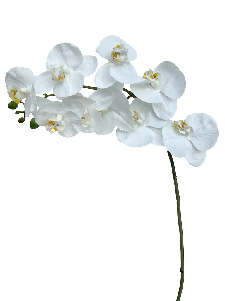 Orchide branch H88 white