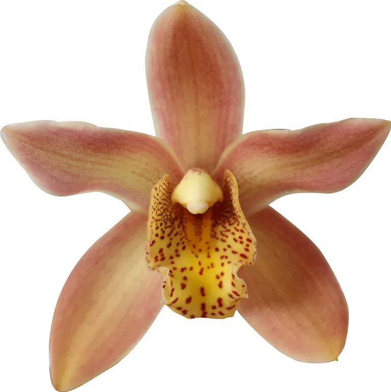 Cymbidium WILHELMINA