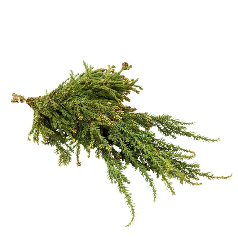 Cryptomeria 150-200 g