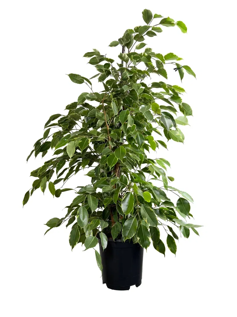 Bjørkefiken 'Golden King'