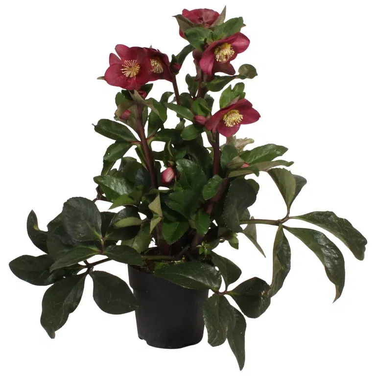 Helleborus ICE 'N' ROSES RED 15 cm