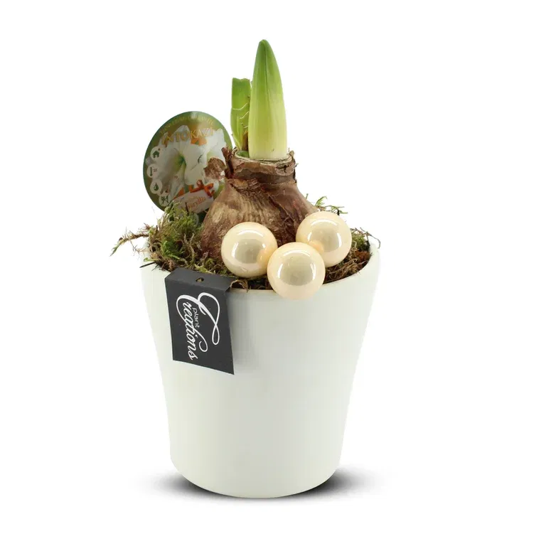 Amaryllis Potted Plant