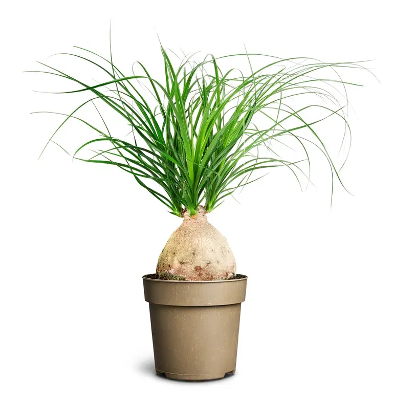 Beaucarnea recurvata 'Nolina' 14 cm