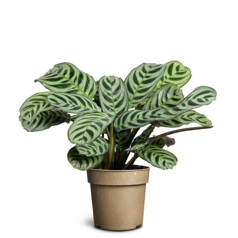 Ctenanthe burle-marxii