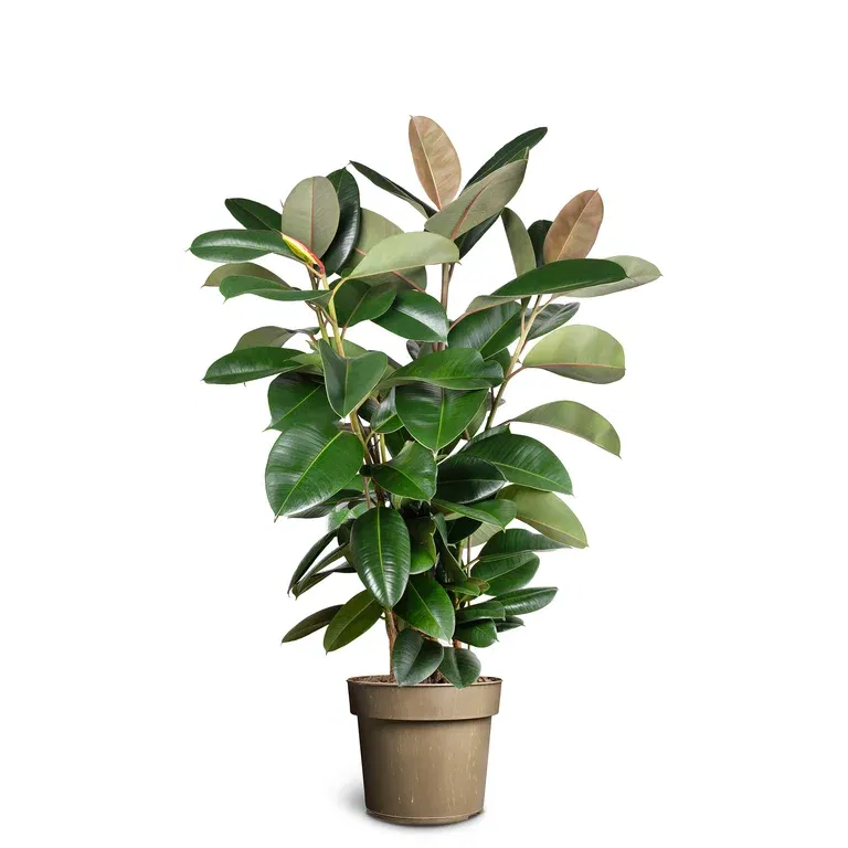 Gummifiken 'Robusta'