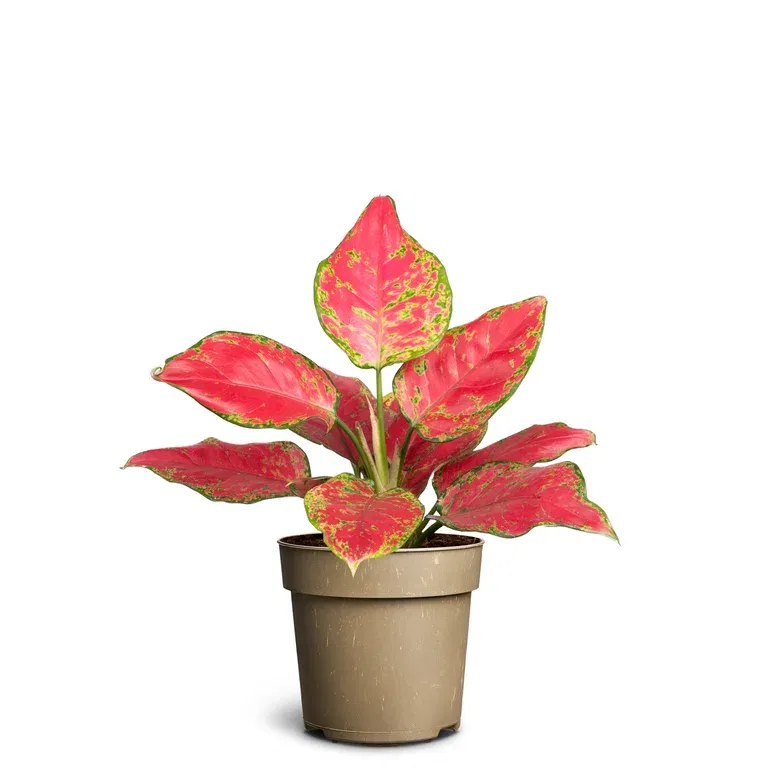 Aglaonema