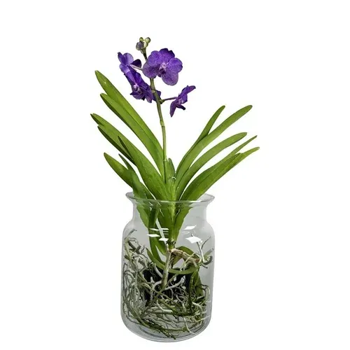 Vanda i glasspotte