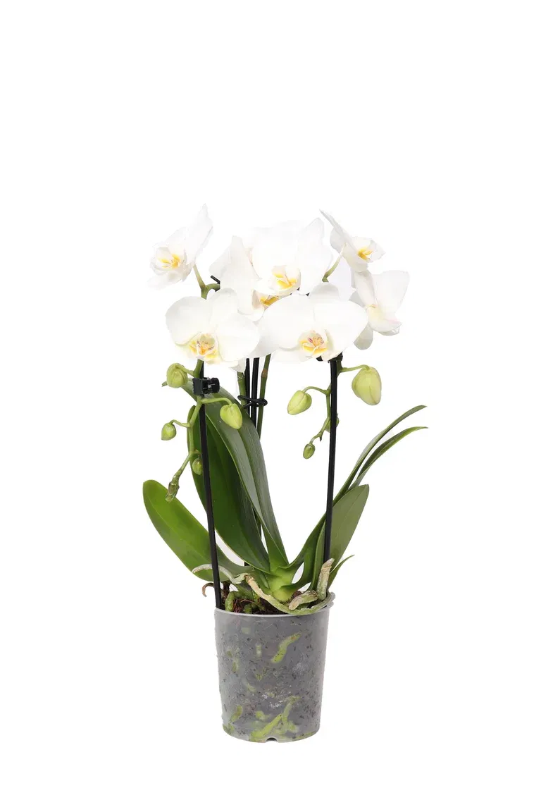 Phalaenopsis