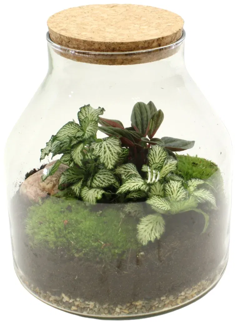 Terrarium 18 cm diameter