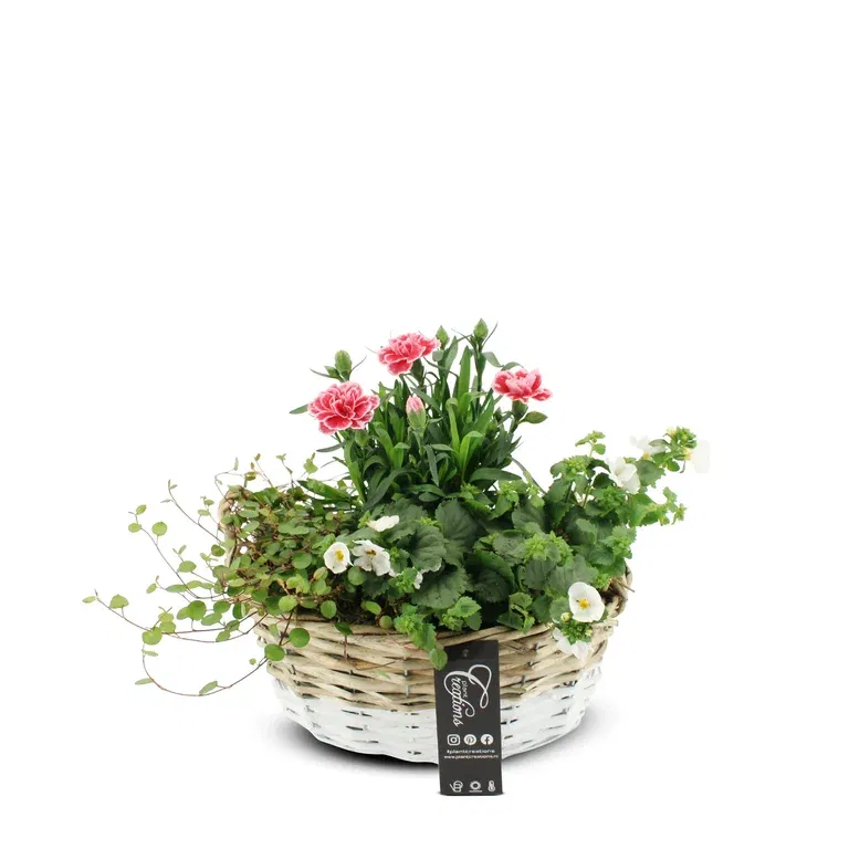 Summar dec. Dianthus/Bacopa in White basket