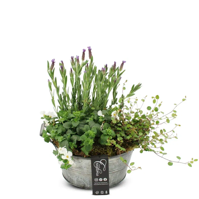 Summar dec. Lavendula/Bacopa in zink