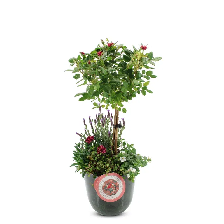 Summar dec. Rose/Dianthus in Pot