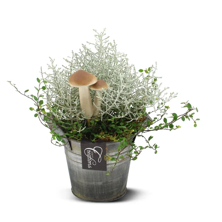 Autumn dec. Outdoor in zink Muhlenbeckia