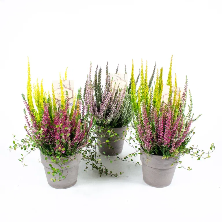 Romantic Garden Calluna and Muehlenbeckia Arrangement