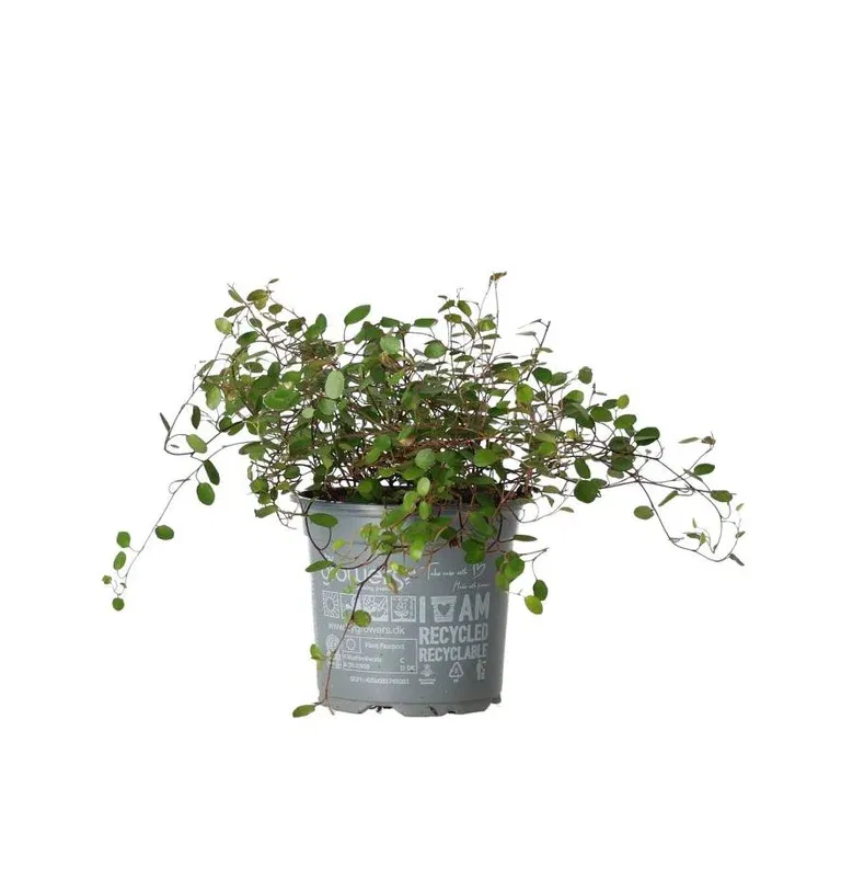 Muehlenbeckia Complexa potteplante
