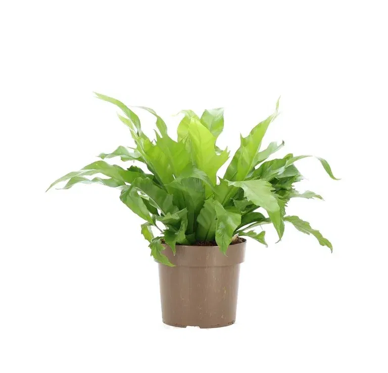 Asplenium nidus 'Dakila'