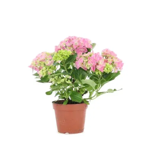 Hortensia mac. 5+ Rosa 14 cm