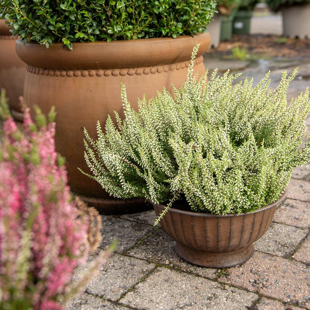 Image of Høstblomster