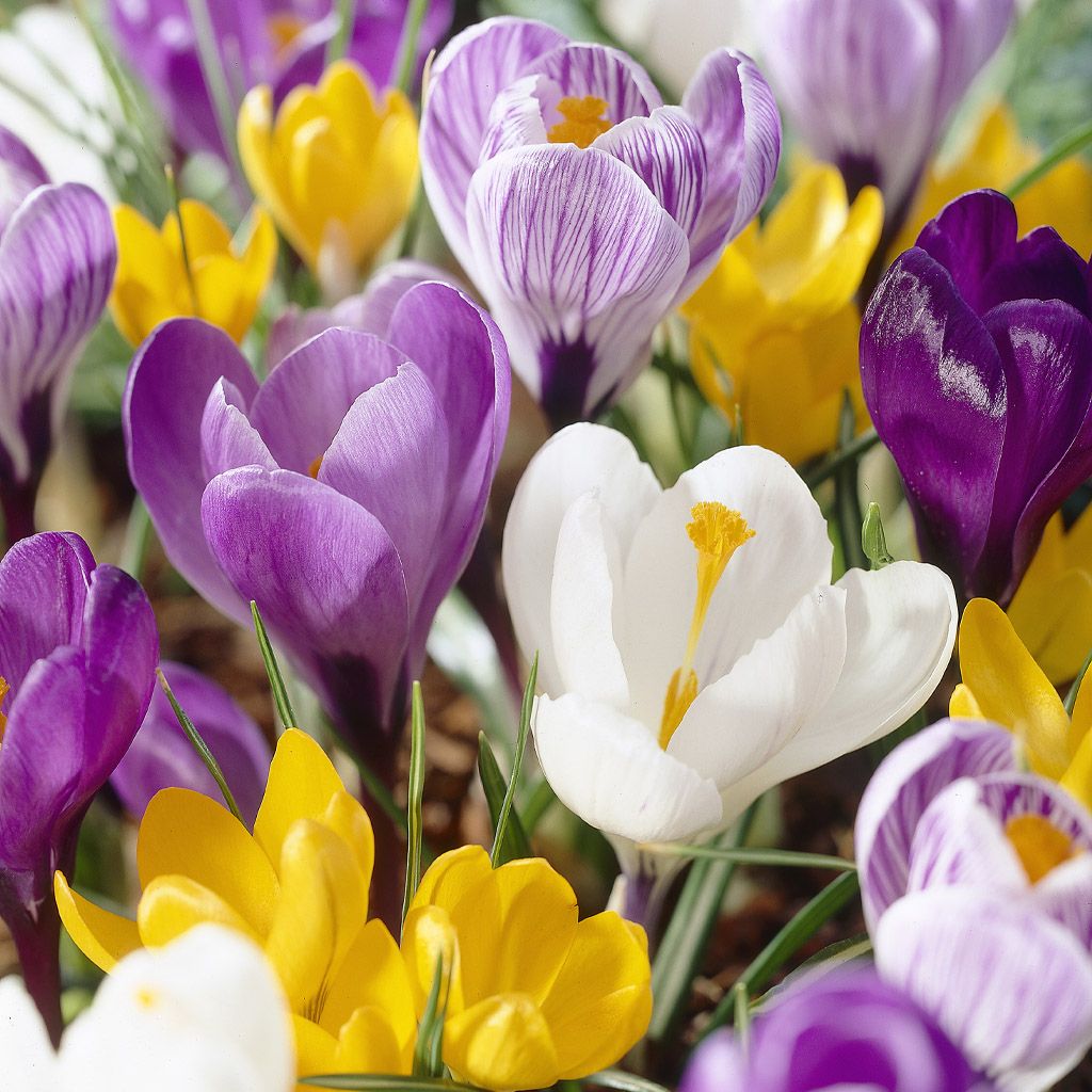 Image of Krokus