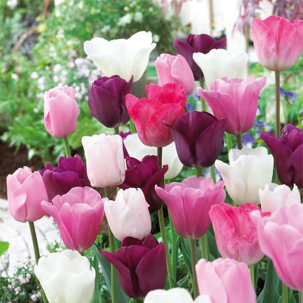 Image of Tulipaner