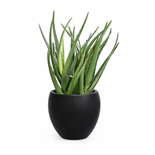 Alovera plante i potte kunstig