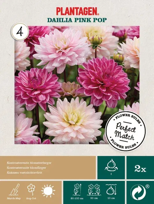 Perfect Match - Dahlia Pink Pop