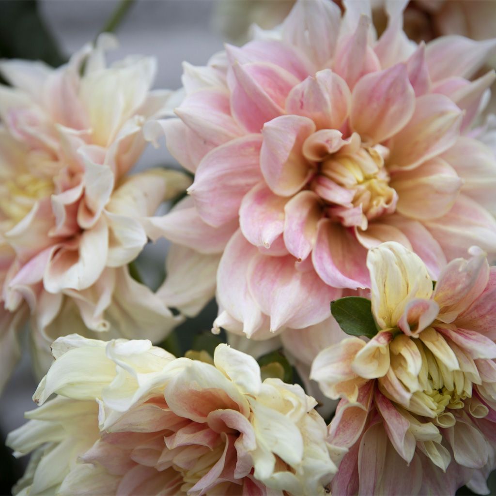 Image of Vårløk 4 for 3