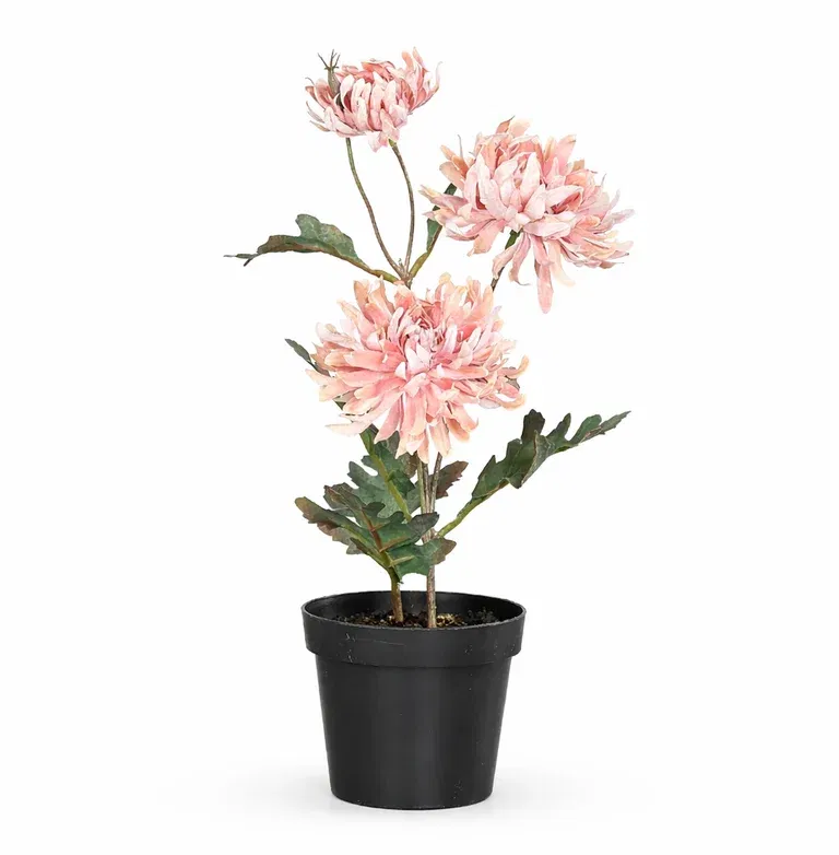 Krysantemum i potte kunstig