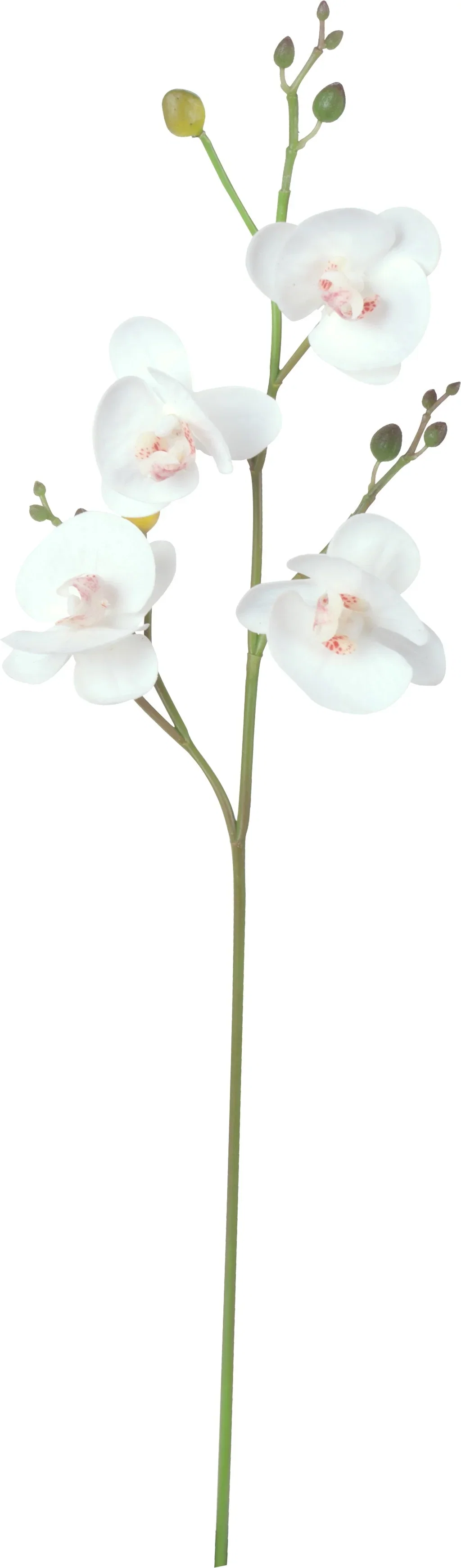 Orchide branch H52 white